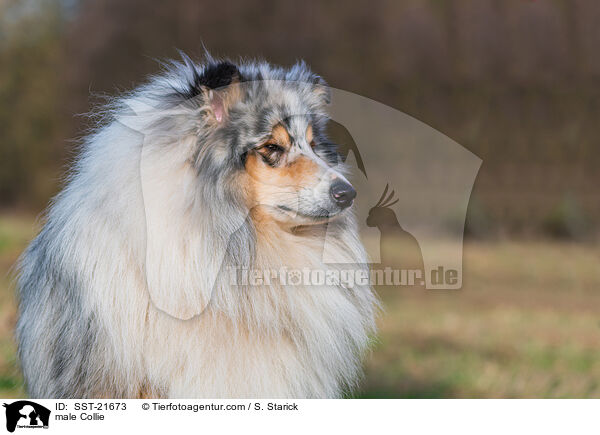 Collie Rde / male Collie / SST-21673