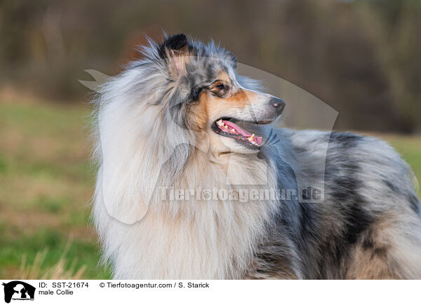 Collie Rde / male Collie / SST-21674