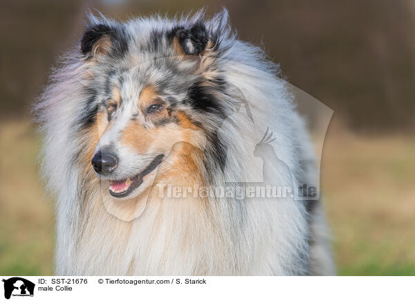 Collie Rde / male Collie / SST-21676