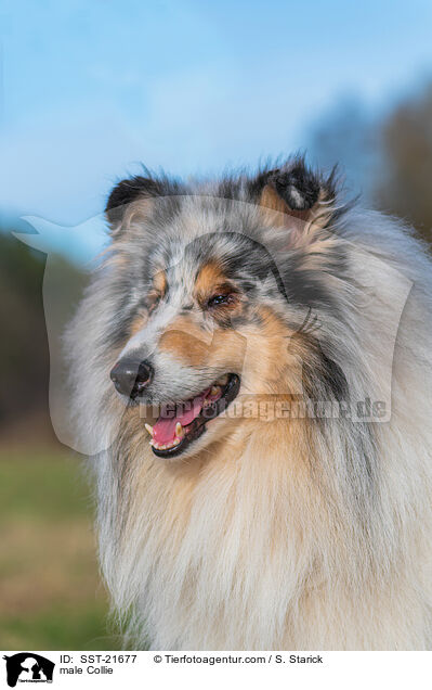 Collie Rde / male Collie / SST-21677