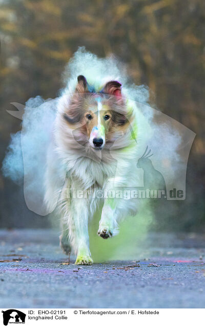 Langhaarcollie / longhaired Collie / EHO-02191