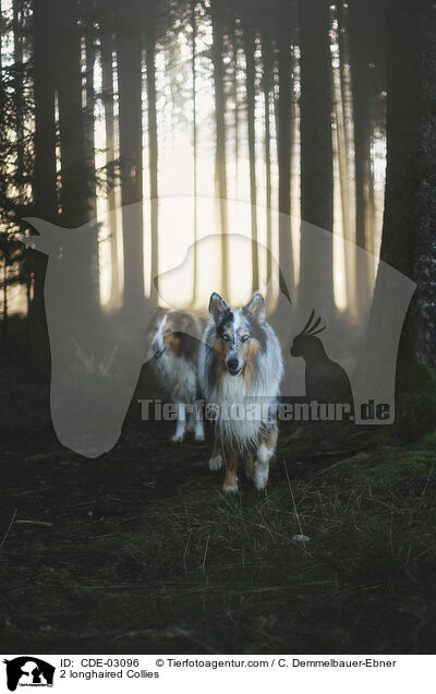 2 longhaired Collies / CDE-03096