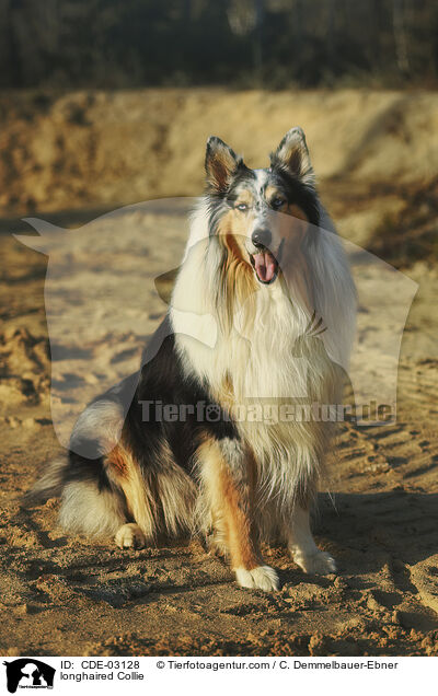 Langhaarcollie / longhaired Collie / CDE-03128