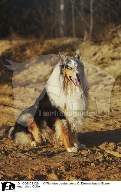 Langhaarcollie / longhaired Collie / CDE-03129