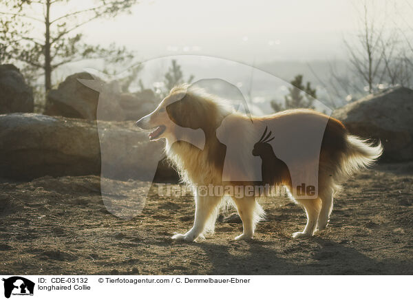 Langhaarcollie / longhaired Collie / CDE-03132