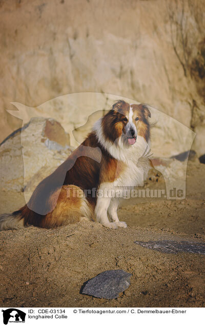 Langhaarcollie / longhaired Collie / CDE-03134