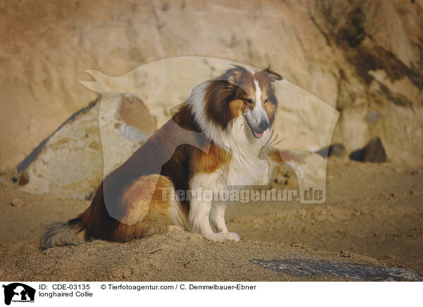 Langhaarcollie / longhaired Collie / CDE-03135