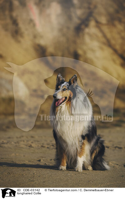Langhaarcollie / longhaired Collie / CDE-03142
