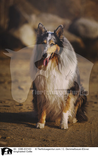 Langhaarcollie / longhaired Collie / CDE-03143