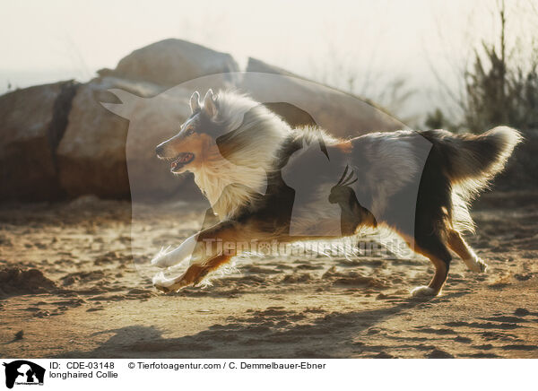 longhaired Collie / CDE-03148