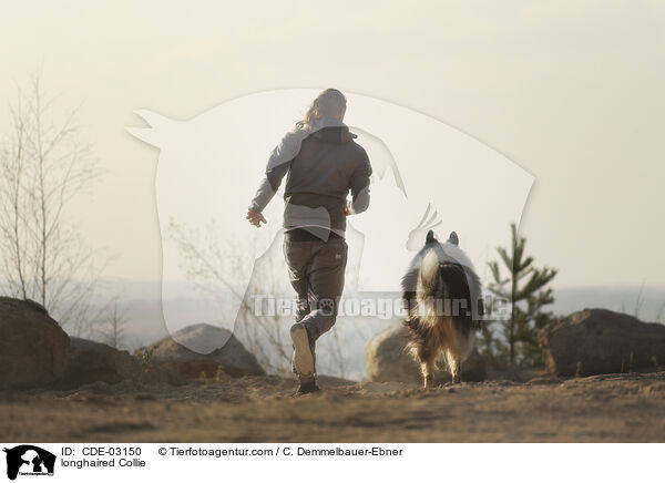 Langhaarcollie / longhaired Collie / CDE-03150