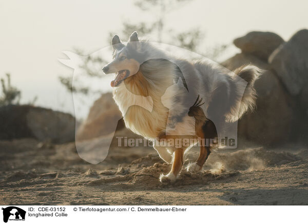 Langhaarcollie / longhaired Collie / CDE-03152