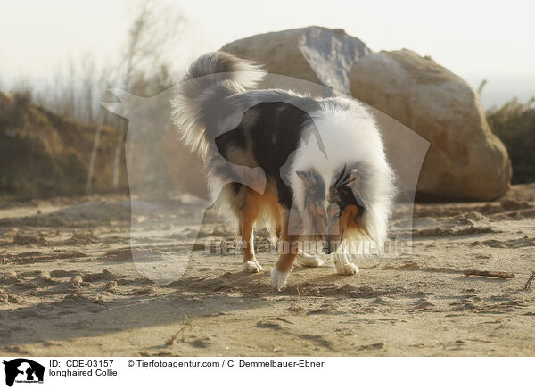 Langhaarcollie / longhaired Collie / CDE-03157