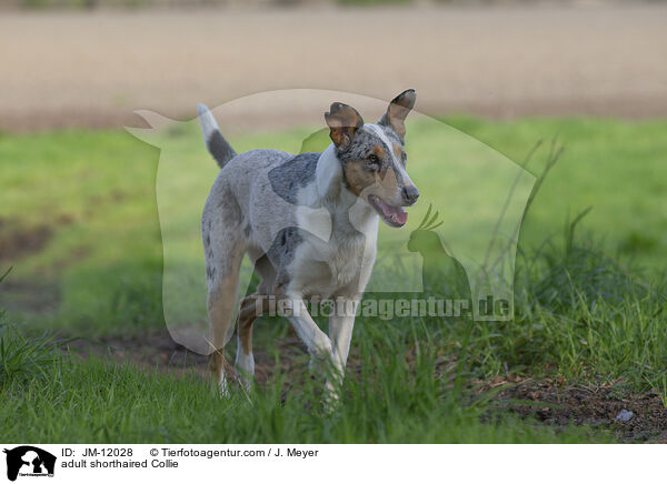 adult shorthaired Collie / JM-12028