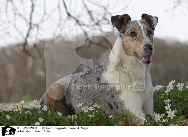 ausgewachsener Kurzhaarcollie / adult shorthaired Collie / JM-12034