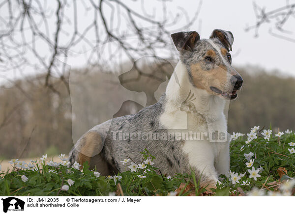 ausgewachsener Kurzhaarcollie / adult shorthaired Collie / JM-12035