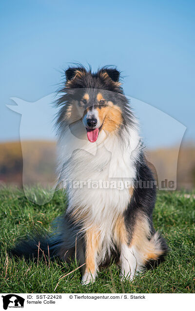 Collie Hndin / female Collie / SST-22428