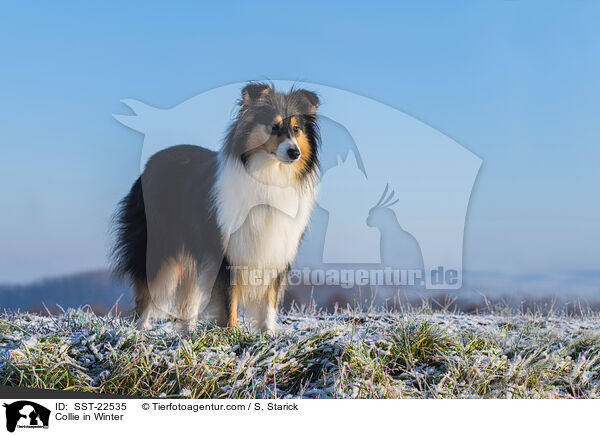 Collie im Winter / Collie in Winter / SST-22535