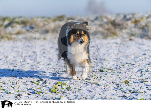 Collie im Winter / Collie in Winter / SST-22541