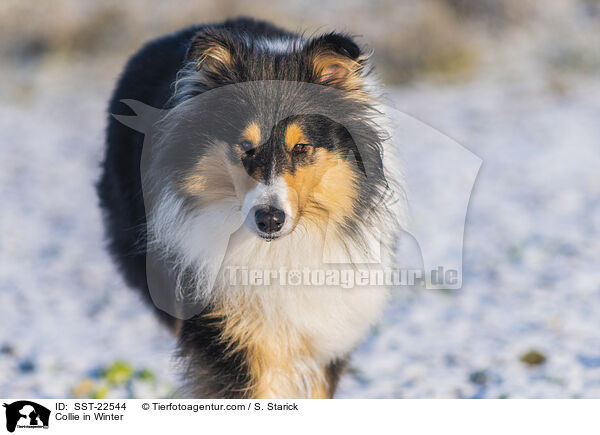 Collie im Winter / Collie in Winter / SST-22544