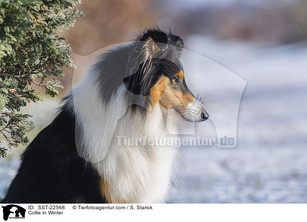 Collie im Winter / Collie in Winter / SST-22568