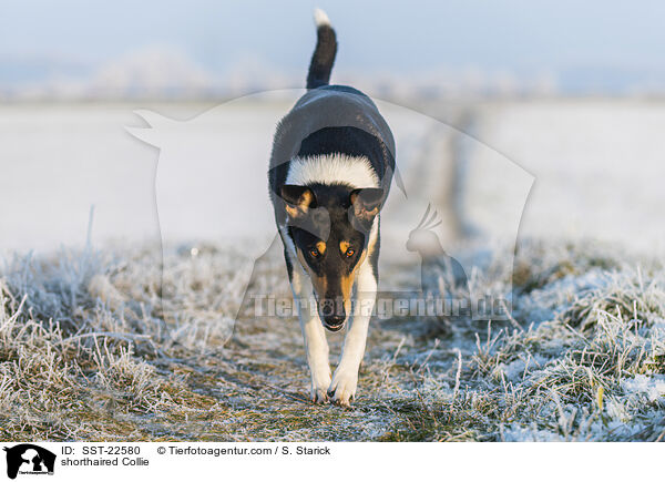 kurzhaariger Collie / shorthaired Collie / SST-22580