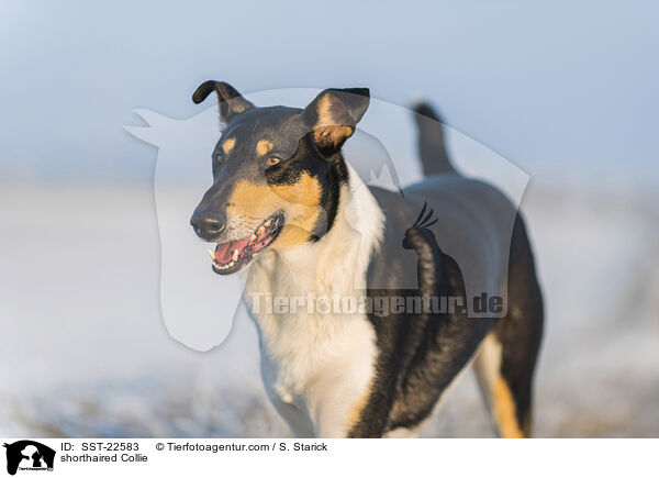 kurzhaariger Collie / shorthaired Collie / SST-22583