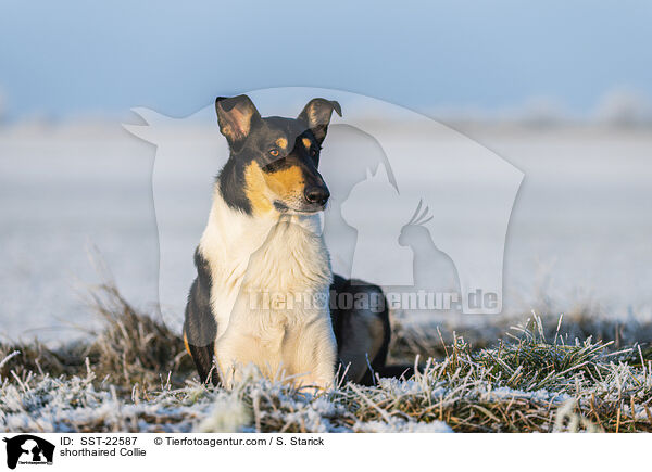 shorthaired Collie / SST-22587