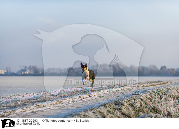 kurzhaariger Collie / shorthaired Collie / SST-22593