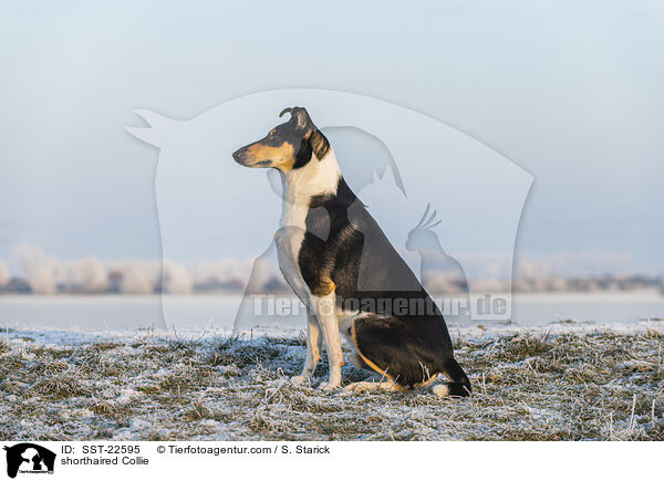 kurzhaariger Collie / shorthaired Collie / SST-22595