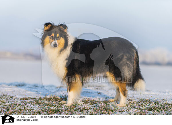 langhaariger Collie / longhaired Collie / SST-22597