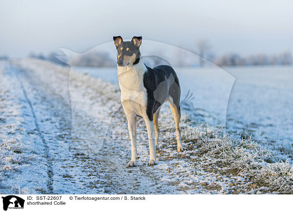 kurzhaariger Collie / shorthaired Collie / SST-22607