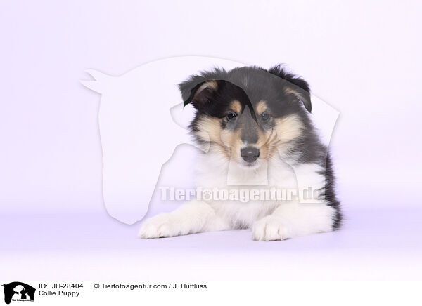 Collie Welpe / Collie Puppy / JH-28404