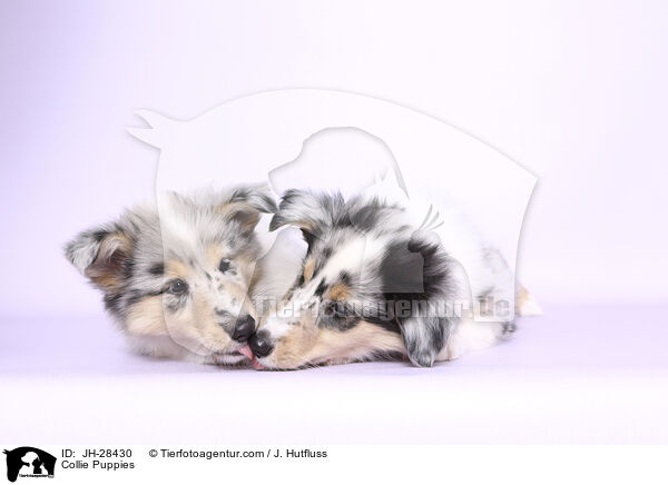 Collie Welpen / Collie Puppies / JH-28430