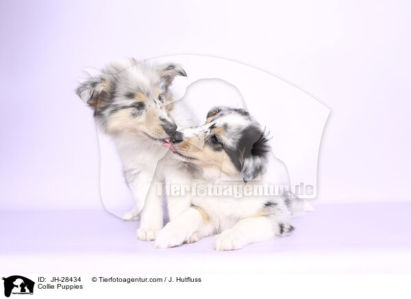 Collie Welpen / Collie Puppies / JH-28434