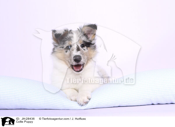 Collie Welpe / Collie Puppy / JH-28436