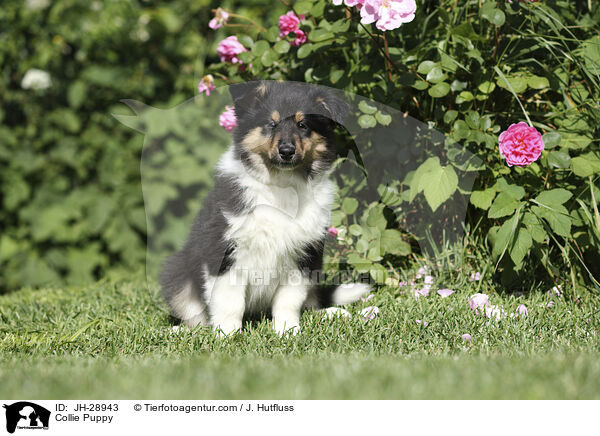 Collie Welpe / Collie Puppy / JH-28943