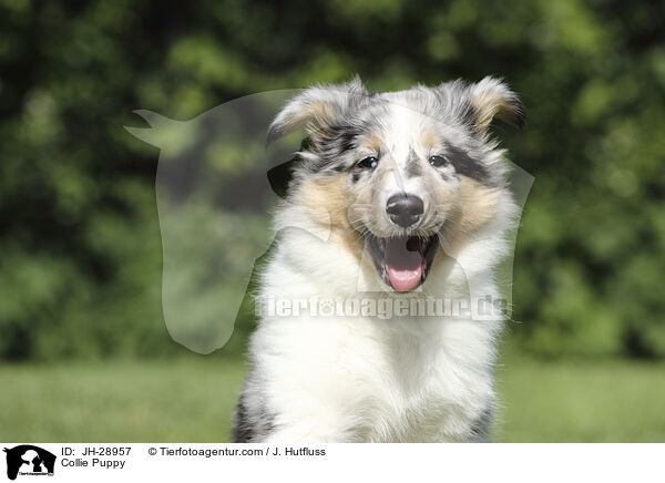 Collie Welpe / Collie Puppy / JH-28957