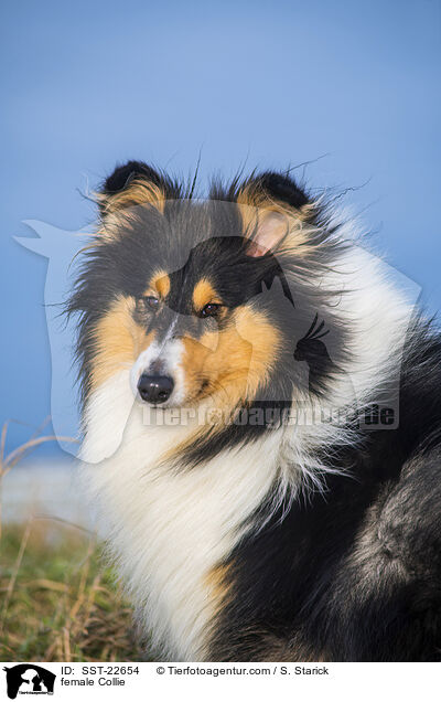 Collie Hndin / female Collie / SST-22654