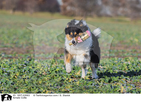 Collie Hndin / female Collie / SST-22683