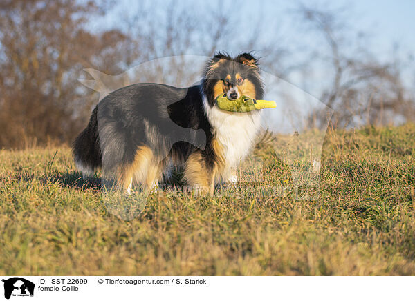 Collie Hndin / female Collie / SST-22699