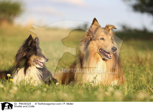 Sheltie und Collie / Sheltie and Collie / PM-08325