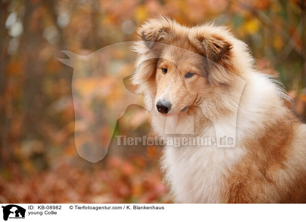 junger Collie / young Collie / KB-08982