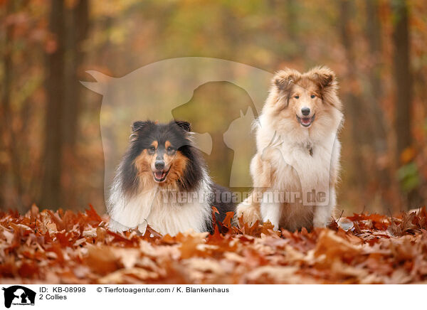 2 Collies / 2 Collies / KB-08998