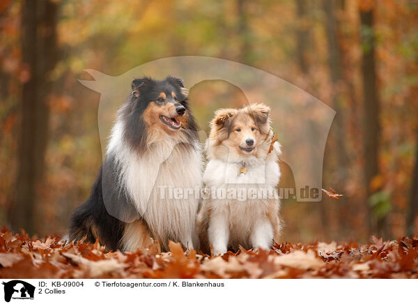 2 Collies / 2 Collies / KB-09004