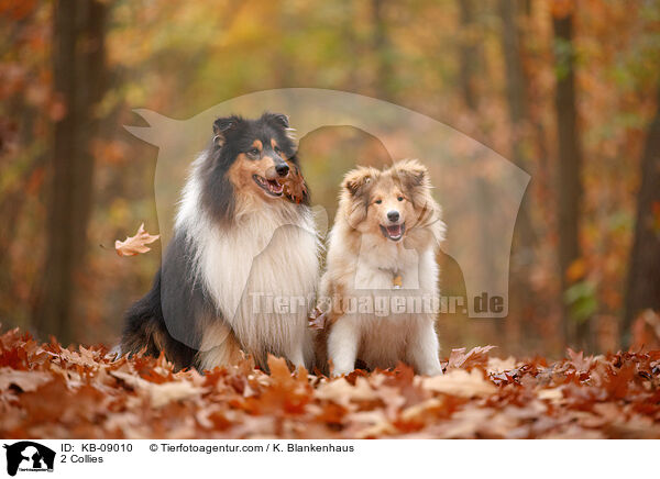 2 Collies / 2 Collies / KB-09010