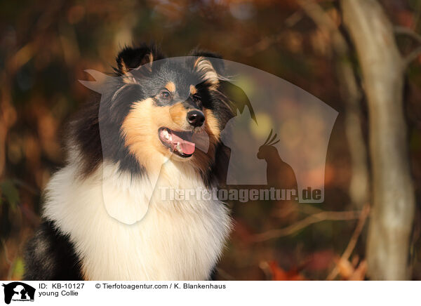 junger Collie / young Collie / KB-10127