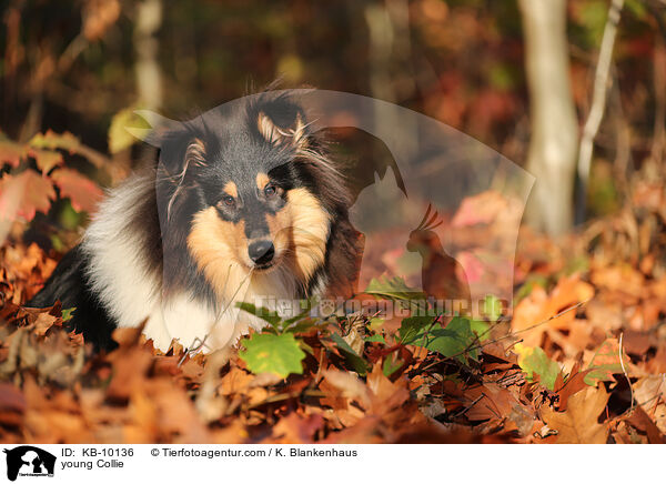 junger Collie / young Collie / KB-10136