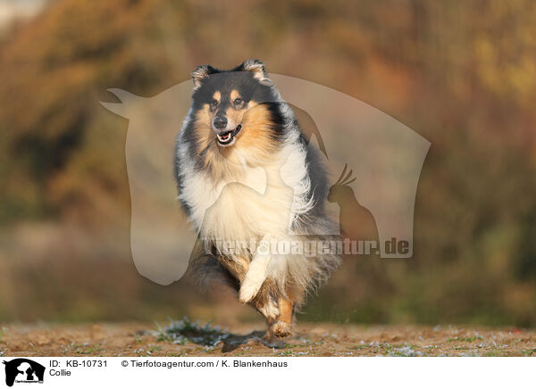 Collie / Collie / KB-10731