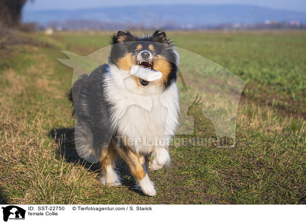 Collie Hndin / female Collie / SST-22750